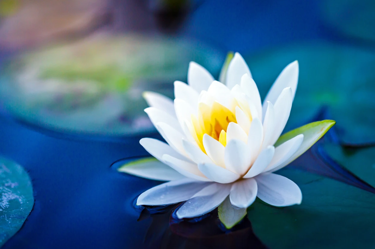 Tudatos jelenlet - a mindfulness ereje